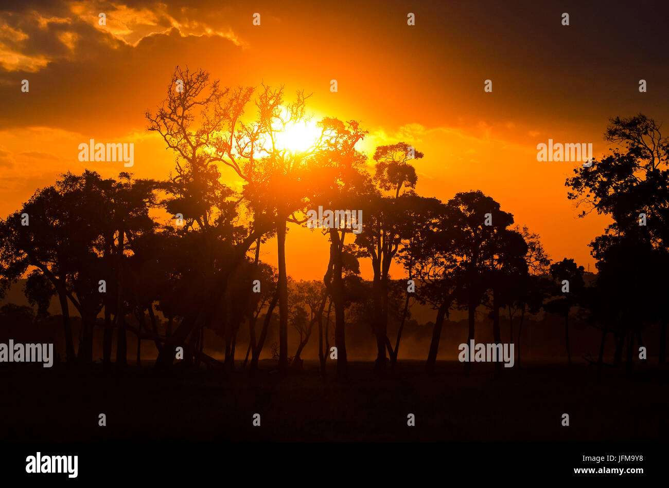 Parc de Masai Mara, Kenya, Afrique une silhouette de certains arbres lors d'un coucher de soleil africain Banque D'Images