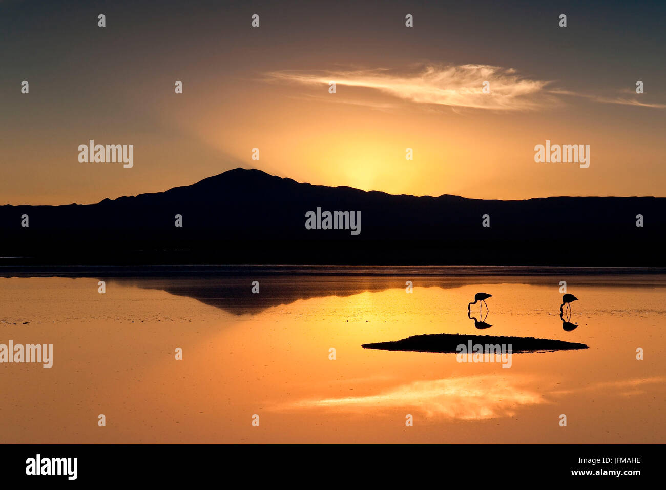 Des flamants roses sur la lagune Chaxa Salar de Atacama au coucher du soleil, le Chili Amérique du Sud Banque D'Images