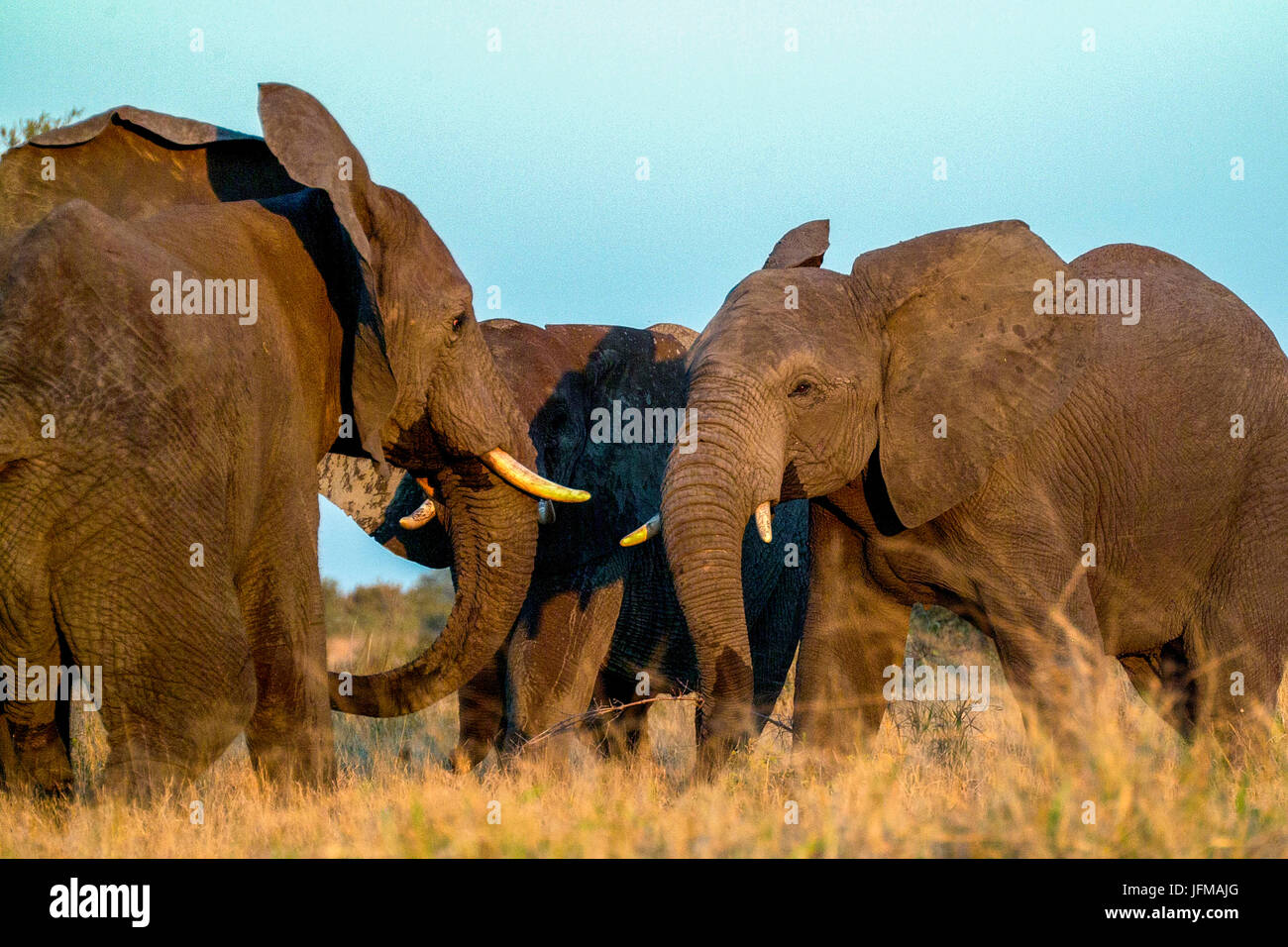 Famille d'éléphants des boissons d'une flaque d'eau dans le Parc National Kruger en Afrique du Sud, Banque D'Images