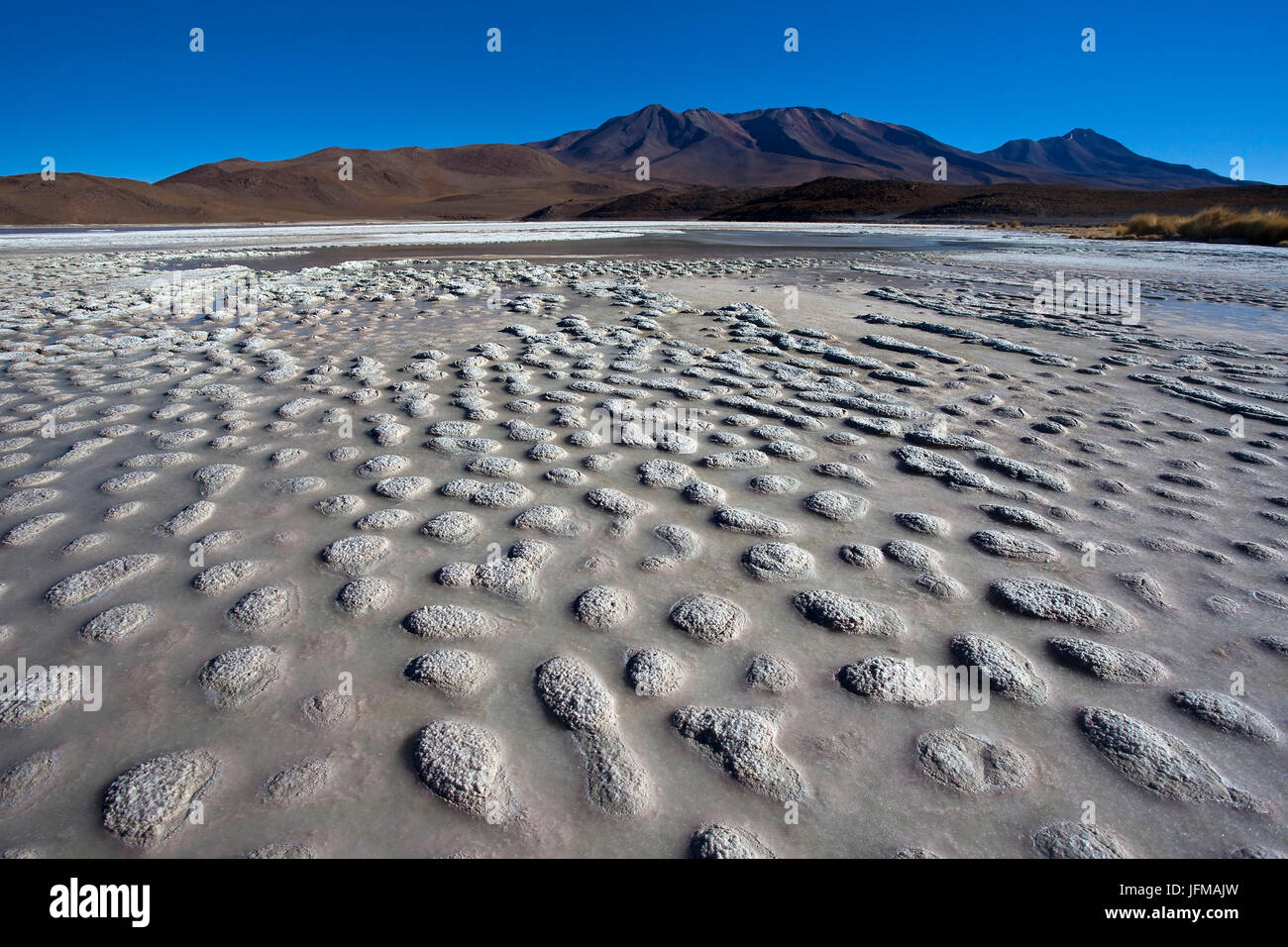 L'Hedionda Lagoon en saison sèche, la Bolivie, l'Amérique du Sud Banque D'Images