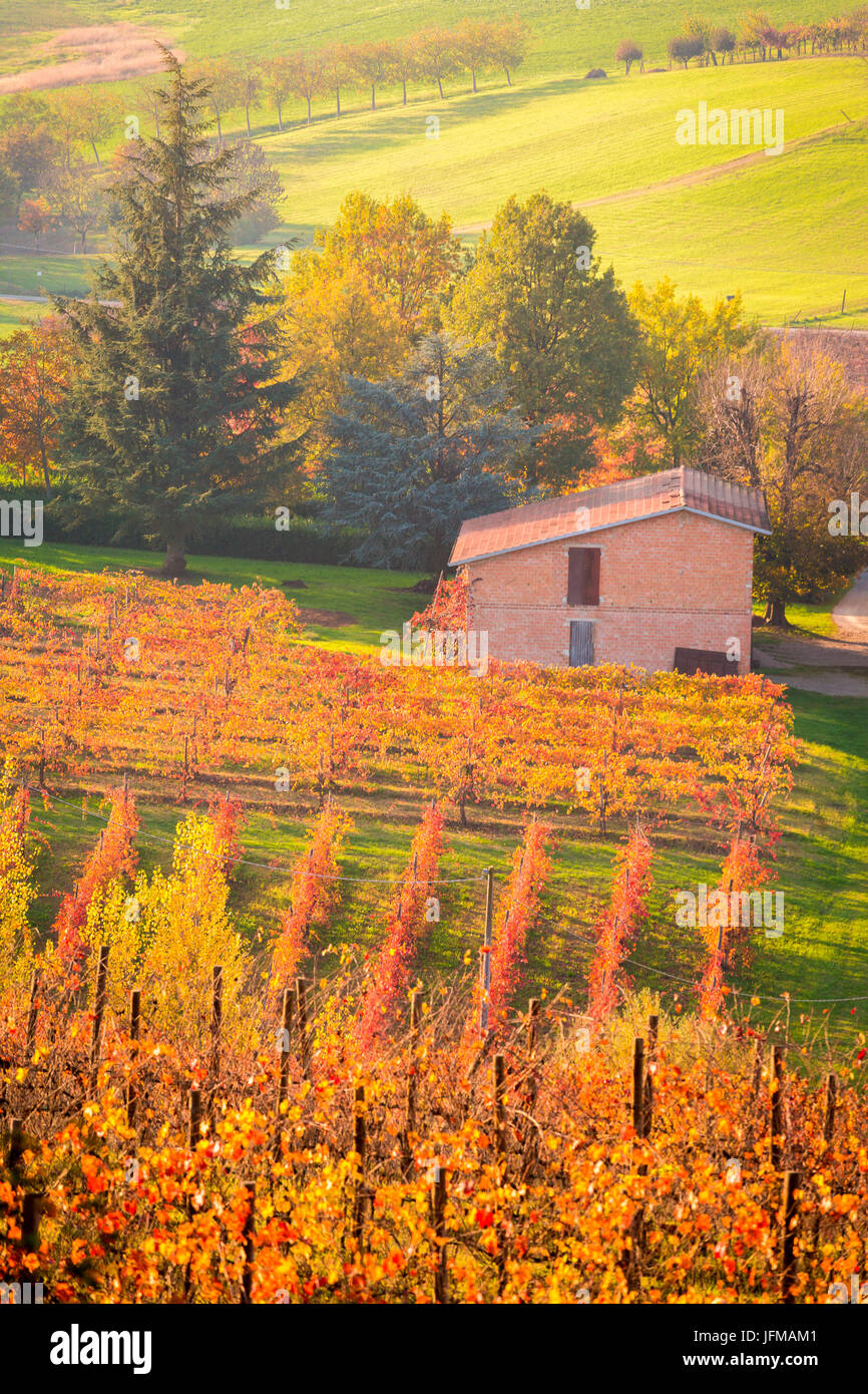 Castelvetro di Modena, Emilia Romagna, Italie, de vignes en automne Banque D'Images