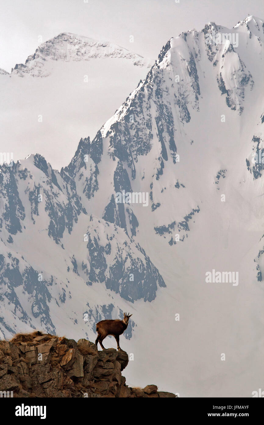 Parc National du Stelvio, Lombardie, Italie, Chamois Banque D'Images