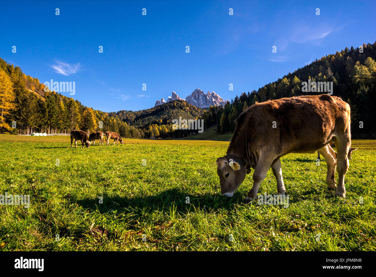 Johann in saintes, vallée de Funes, Trentin-Haut-Adige, Italie, le pâturage des vaches Banque D'Images