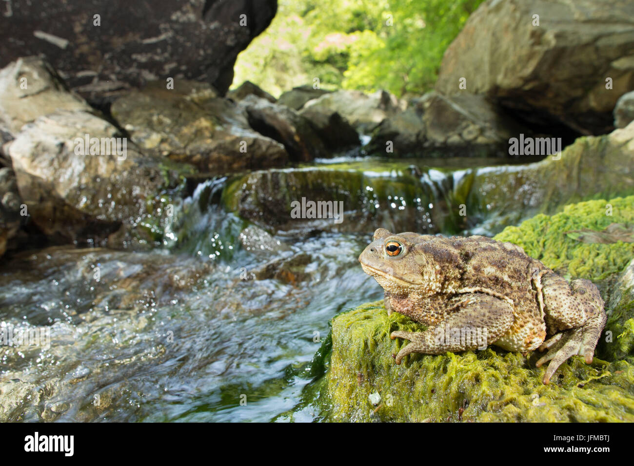 Spécimen de crapaud commun, Bufo bufo Banque D'Images