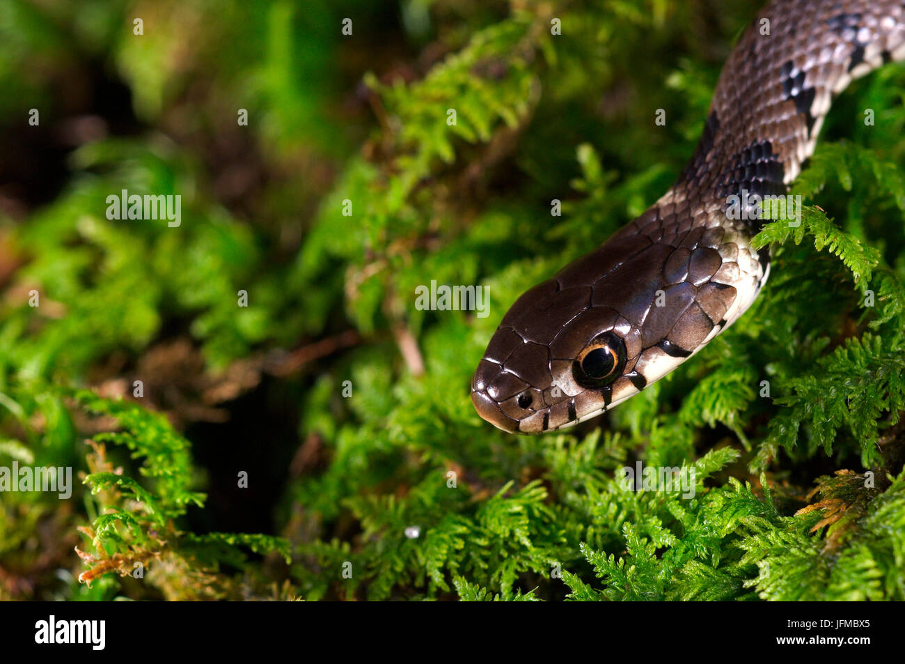 Natrix natrix est un serpent italien commun, ici sur la mousse, vallée de l'Aveto, Gênes, Italie, Europe Banque D'Images