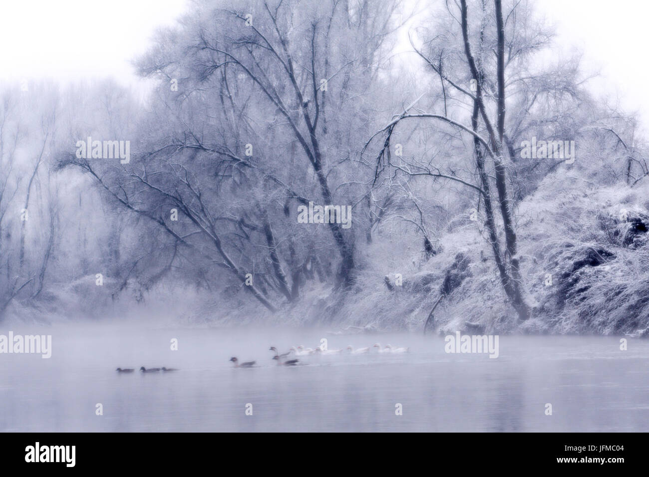 Le Piémont, Piémont, Italie, givre sur les arbres du fleuve Po Banque D'Images