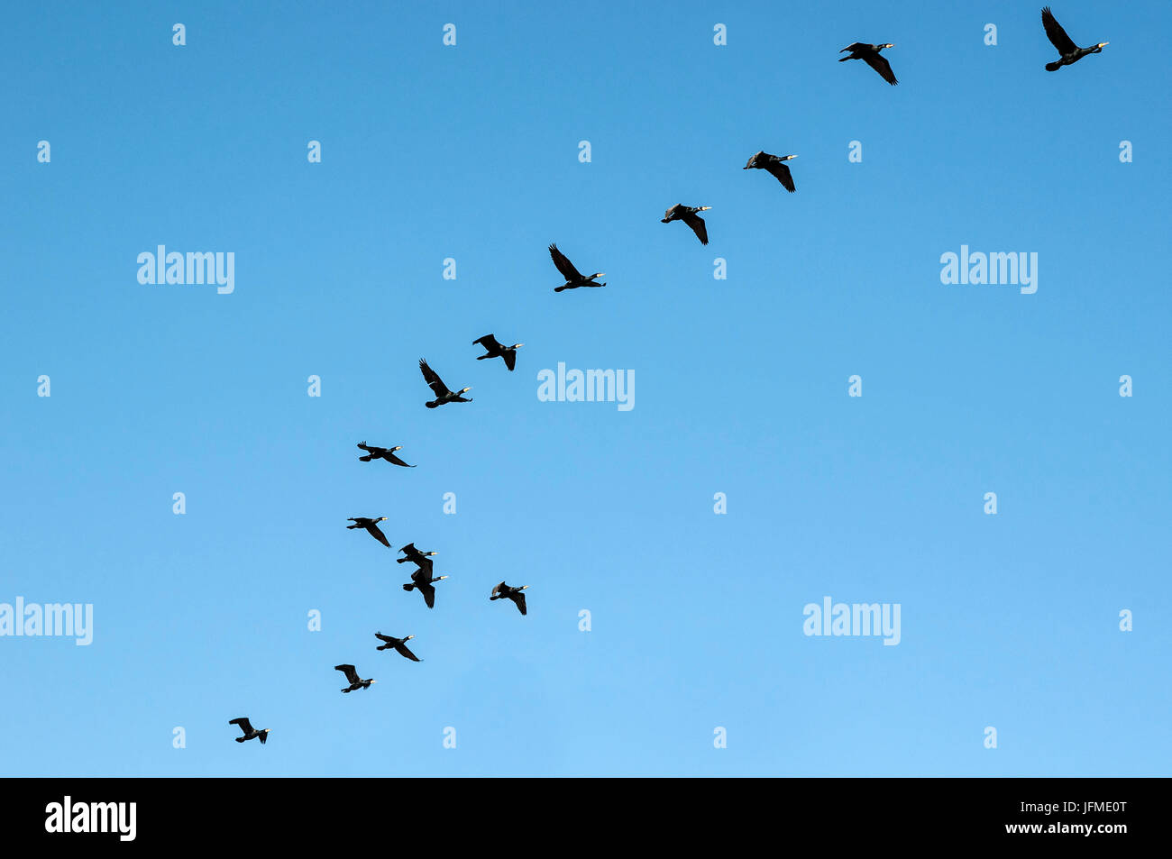 Les sciences naturelles, un troupeau de cormorans dans le ciel clair Banque D'Images