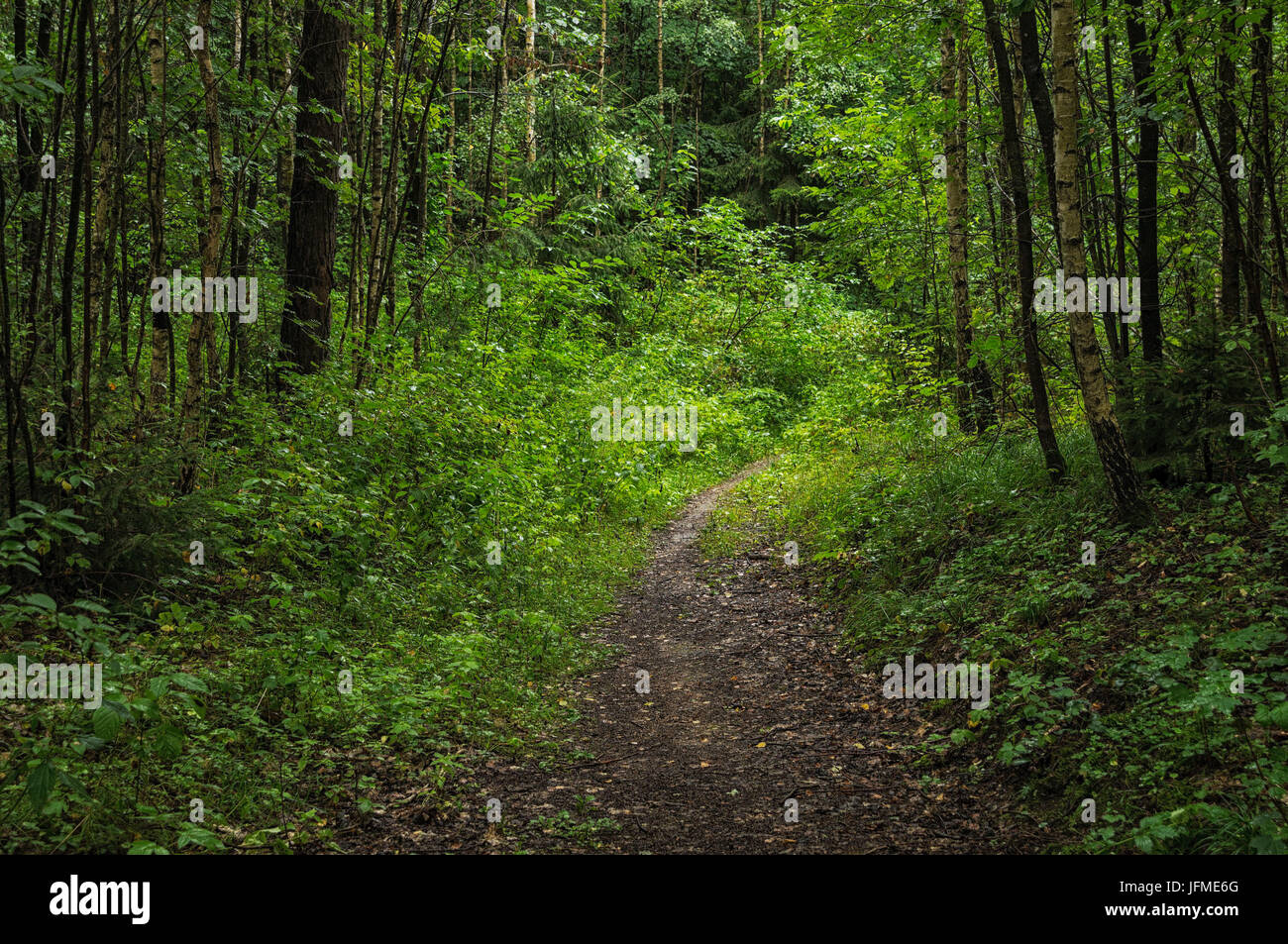 Sciences naturelles, chemin dans la forêt de fourrés Banque D'Images