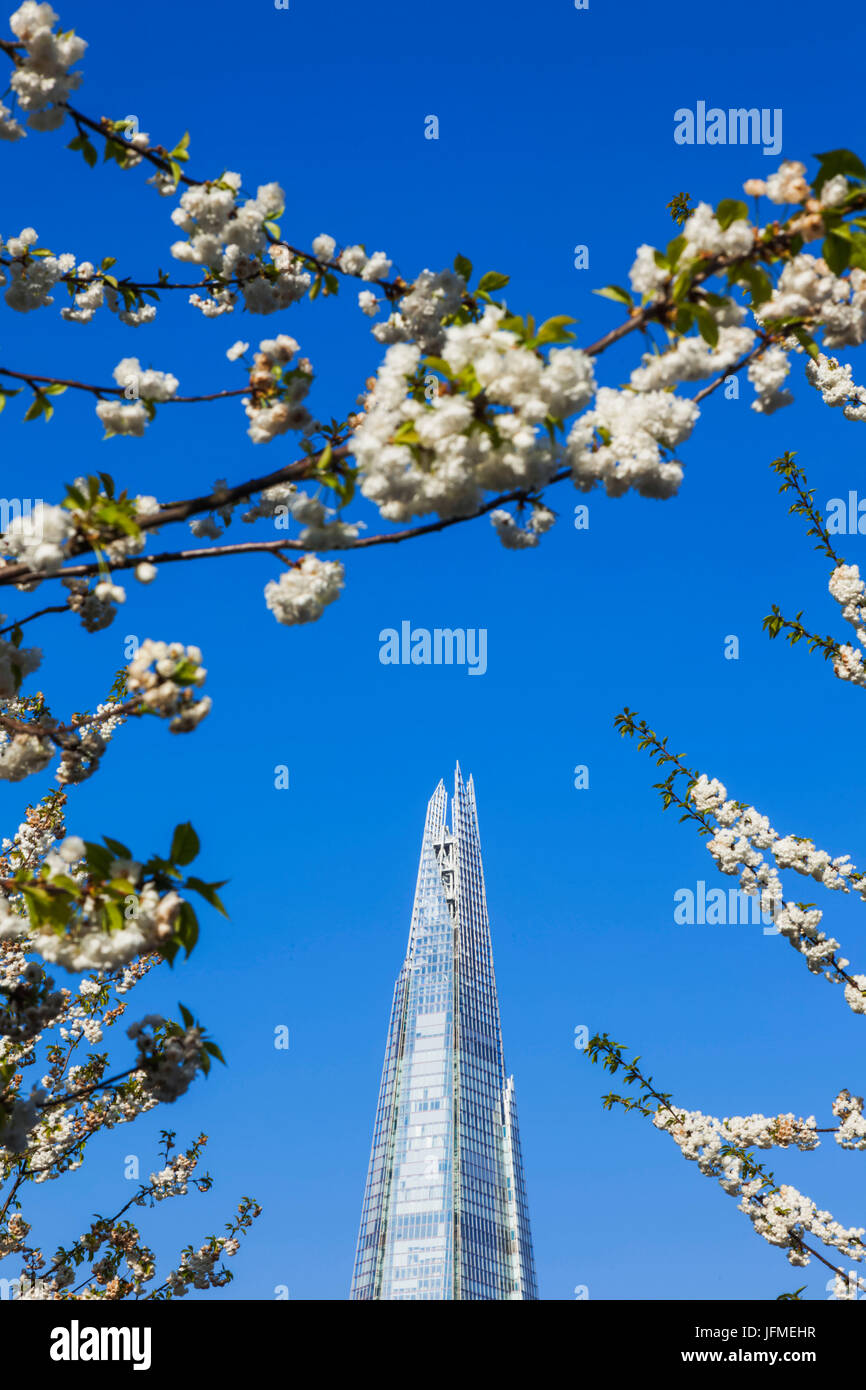 L'Angleterre, Londres, Southwark, le Shard et Fleur de printemps Banque D'Images