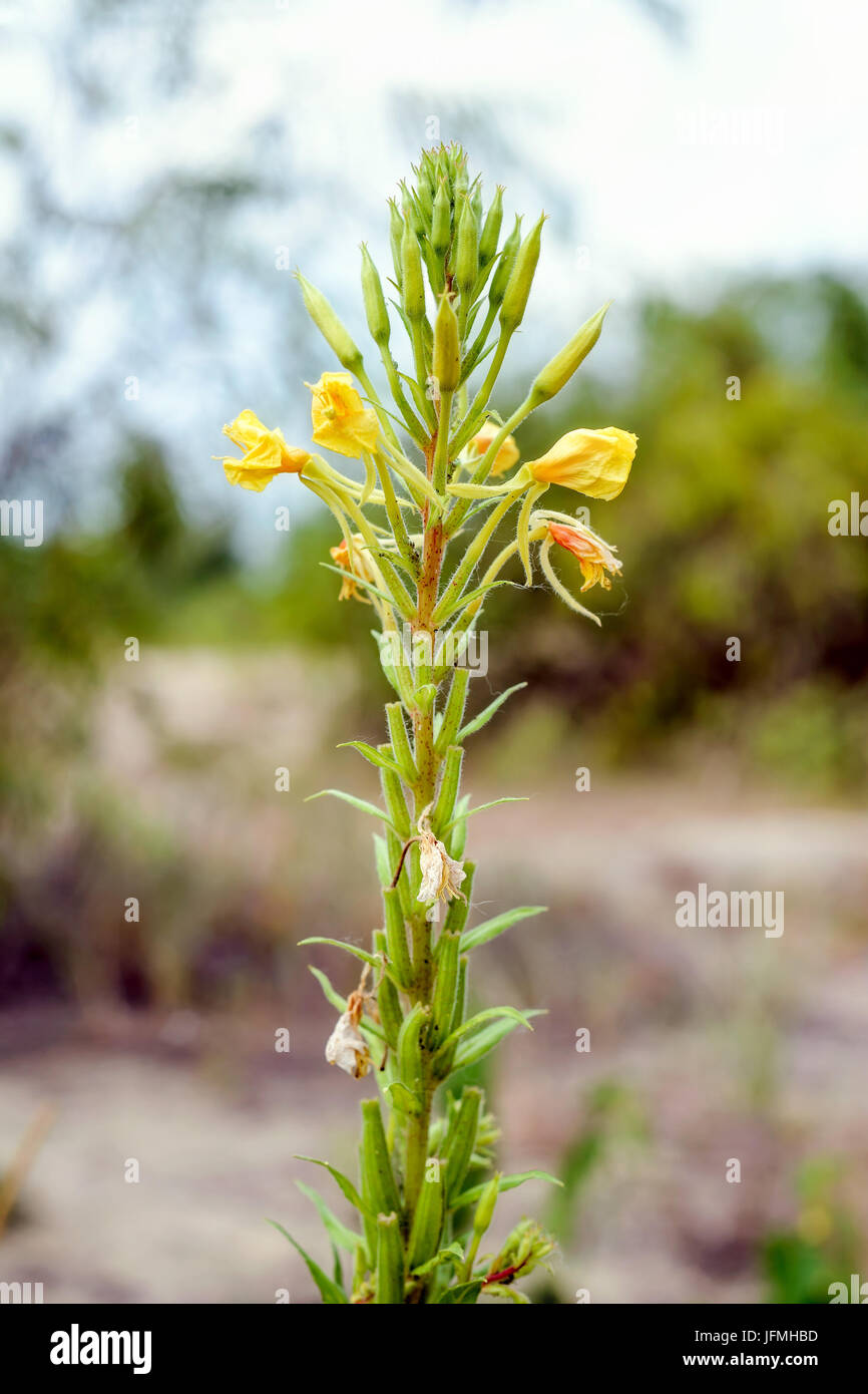 L'Oenothera biennis jaune fleur, également connu sous le nom de common evening-primrose, soir primerose, étoile du soir et sun drop. Les fleurs ouvertes en soirée à l'al. Banque D'Images