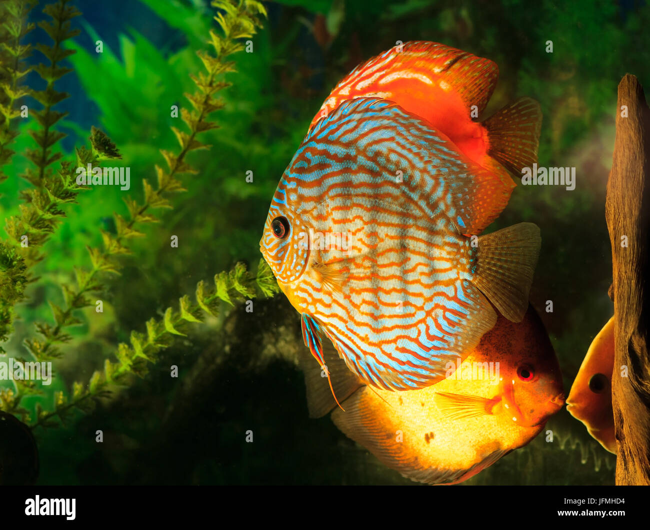 Poissons d'eau douce exotiques Banque de photographies et d’images à — free download