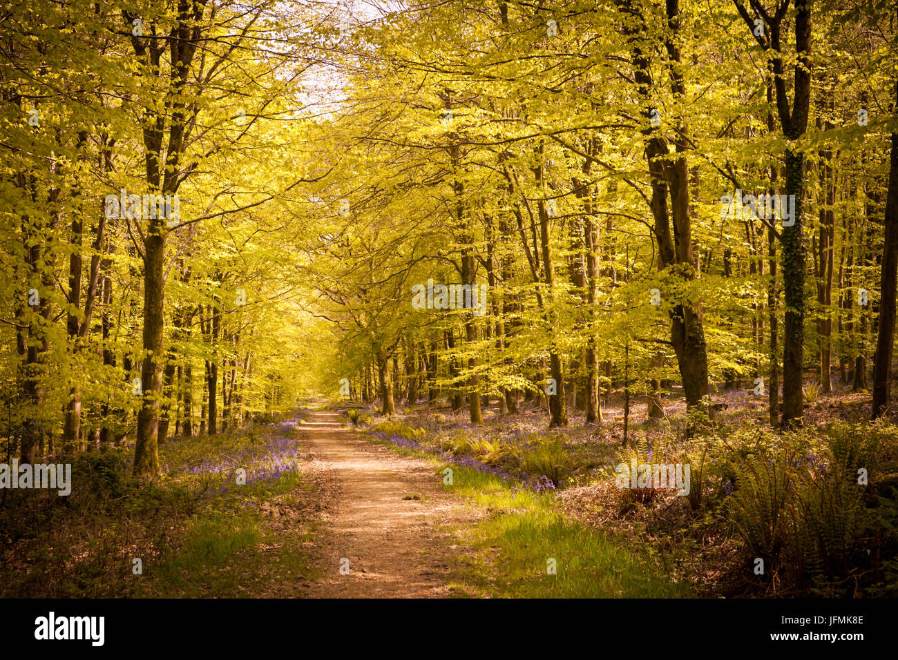 Une route à travers la forêt dans la campagne du Dorset Banque D'Images