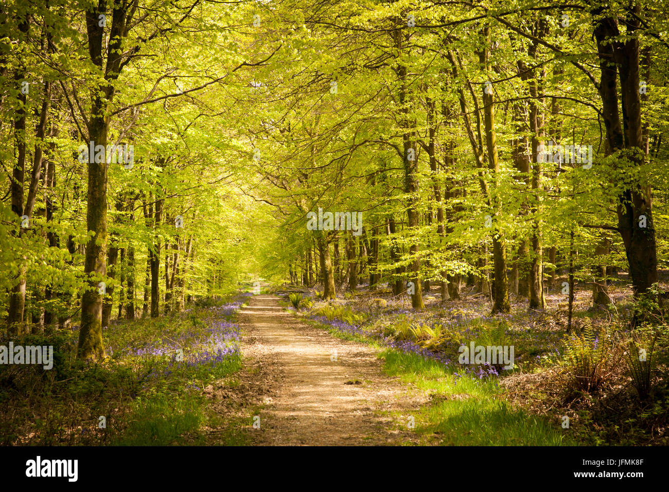 Une route à travers la forêt dans la campagne du Dorset Banque D'Images