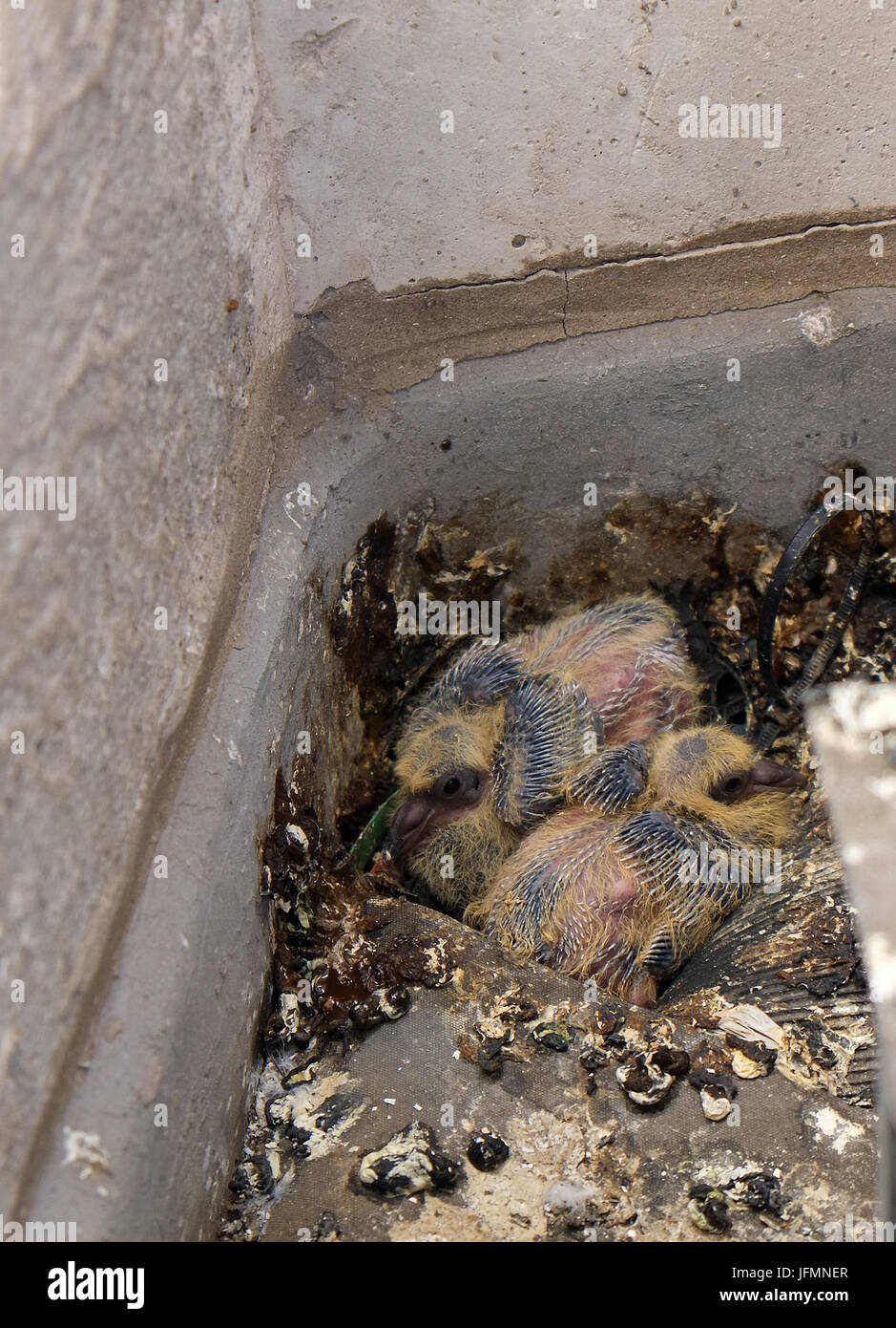 23 mars 2015 - Nid de bébé deux pigeons sur le toit d'un immeuble de bureaux du centre-ville de Bristol, Angleterre Banque D'Images