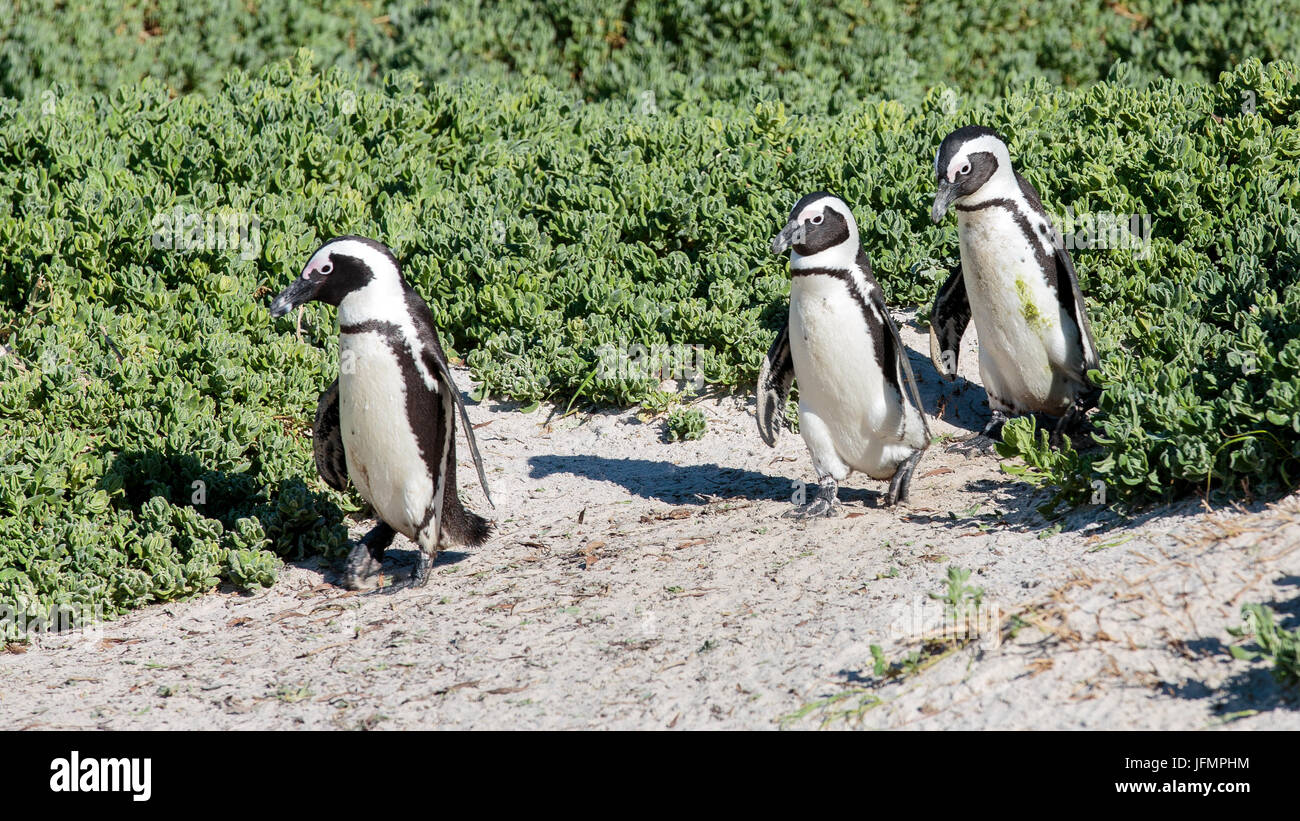 Pingouins à Simons Town, à l'extérieur de Cape Town Banque D'Images