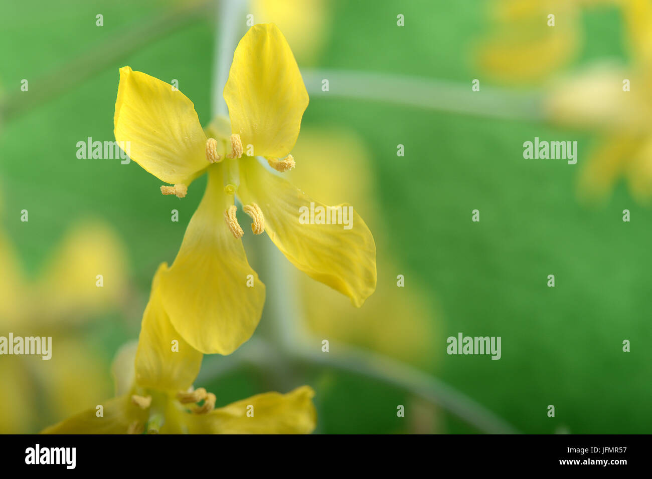 Fleur jaune pistils close up on green abstract background Banque D'Images