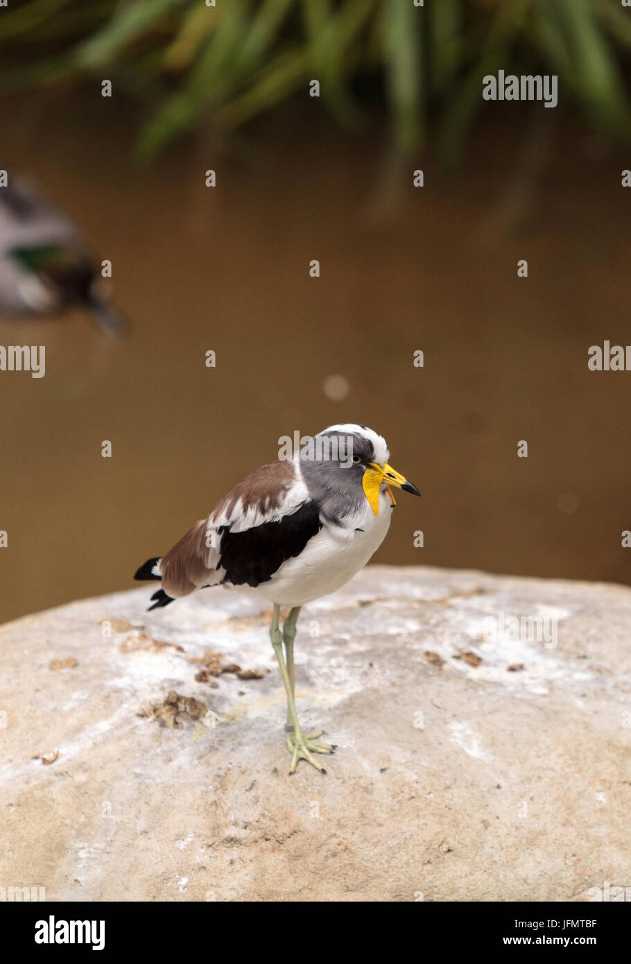 Vanneau à tête blanche appelée Vanellus albiceps Banque D'Images