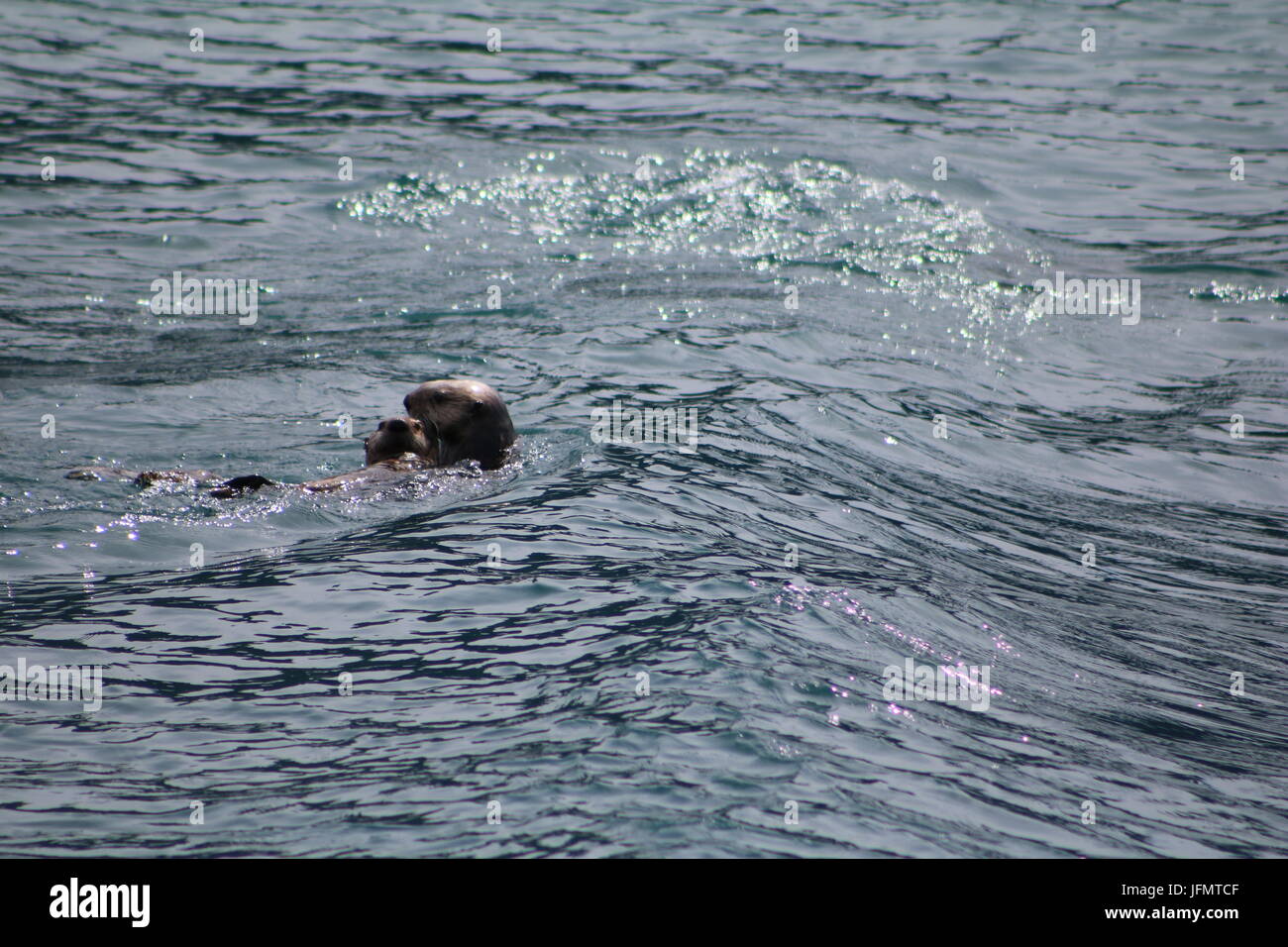 Les loutres de mer jouant dans l'eau d'Alaska ouvert Banque D'Images