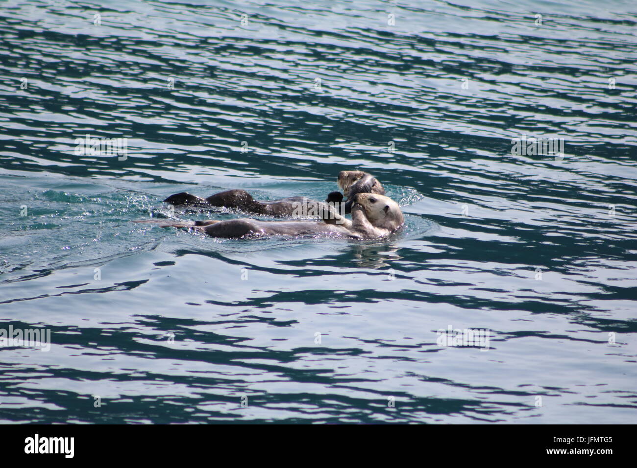 Les loutres de mer jouant dans l'eau d'Alaska ouvert Banque D'Images