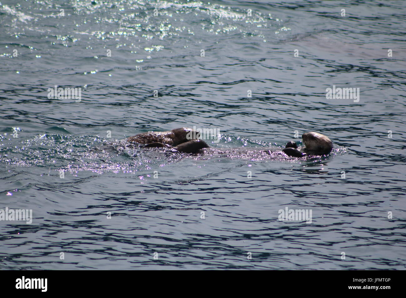 Les loutres de mer jouant dans l'eau d'Alaska ouvert Banque D'Images