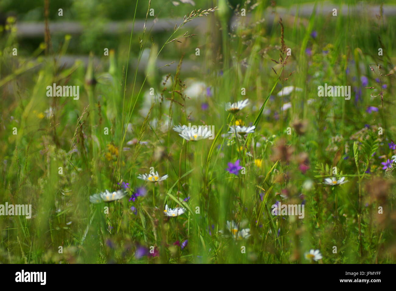 Fleurs et l'herbe éclairées par la lumière du soleil chaud de l'été sur un pré, abstract backgrounds naturel pour votre conception. Camomille Meadow Banque D'Images
