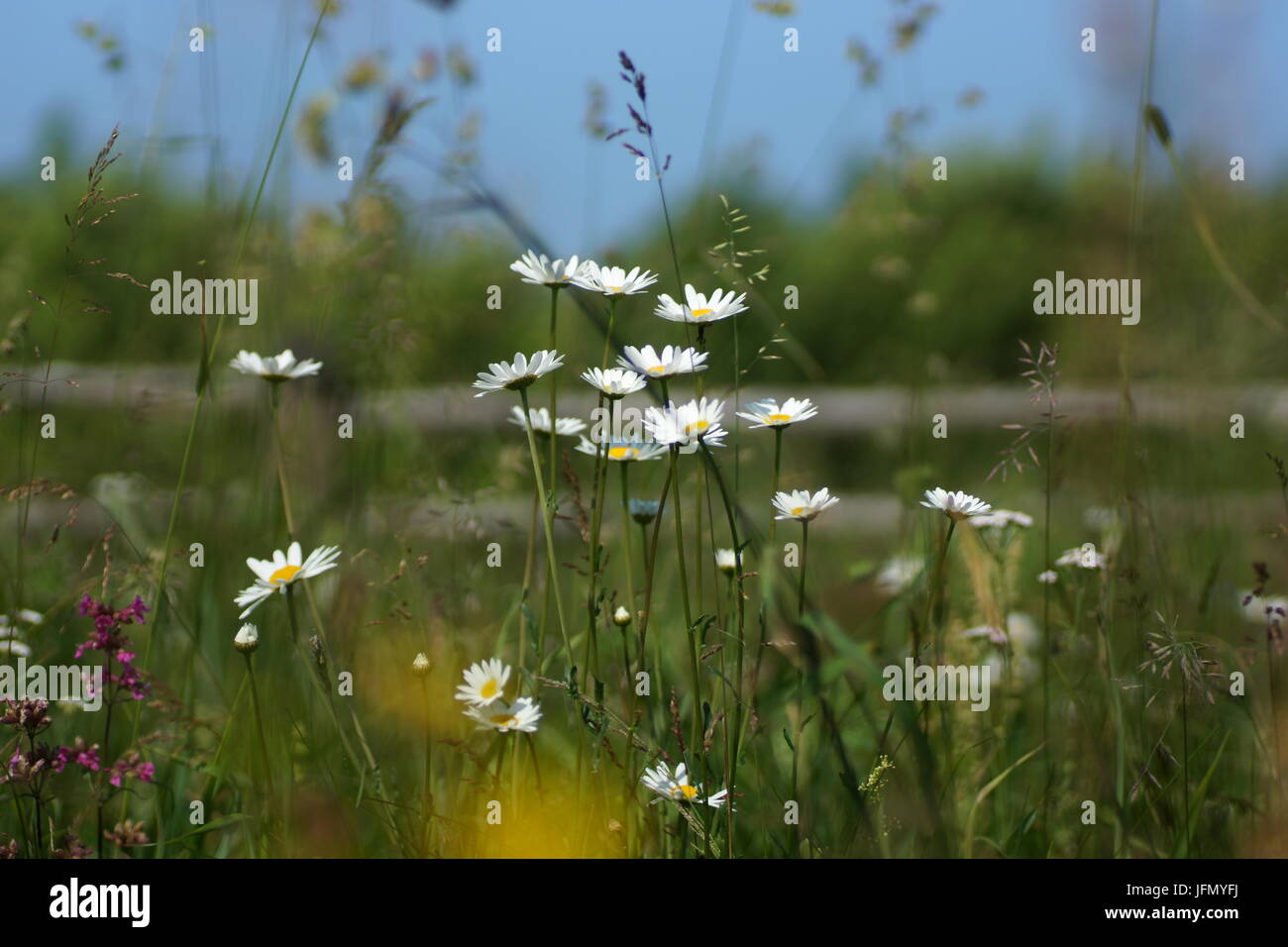 Fleurs et l'herbe éclairées par la lumière du soleil chaud de l'été sur un pré, abstract backgrounds naturel pour votre conception. Camomille Meadow Banque D'Images