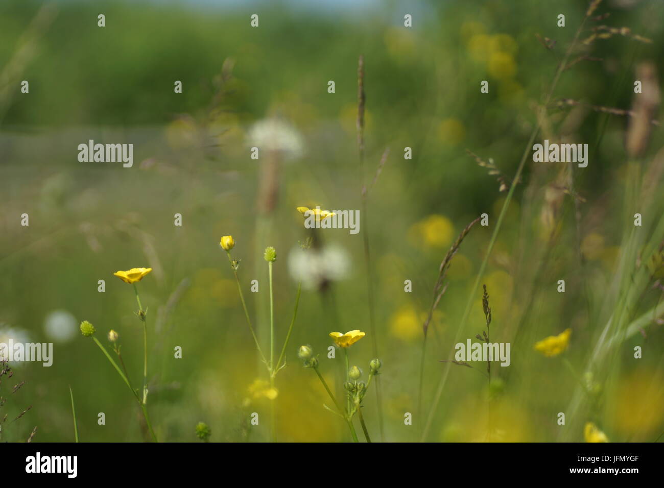 Fleurs et l'herbe éclairées par la lumière du soleil chaud de l'été sur un pré, abstract backgrounds naturel pour votre conception. Renoncule jaune prairie Banque D'Images