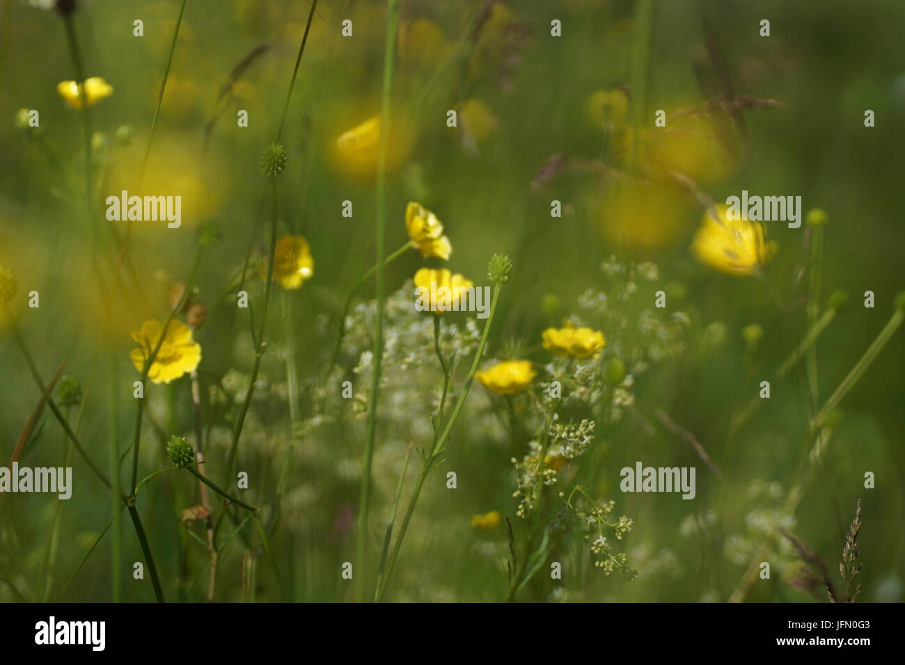 Fleurs et l'herbe éclairées par la lumière du soleil chaud de l'été sur un pré, abstract backgrounds naturel pour votre conception. Renoncule jaune prairie Banque D'Images