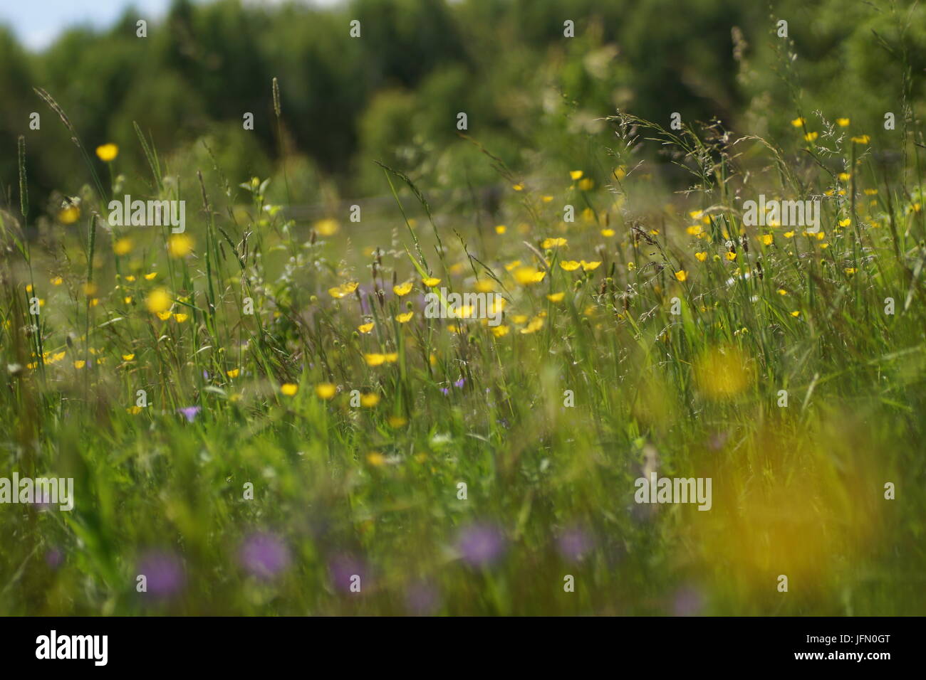 Fleurs et l'herbe éclairées par la lumière du soleil chaud de l'été sur un pré, abstract backgrounds naturel pour votre conception. Renoncule jaune prairie Banque D'Images