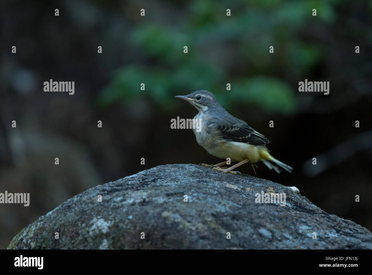 Bergeronnette des ruisseaux (Motacilla cinerea, juvénile), Sitting on rock Banque D'Images