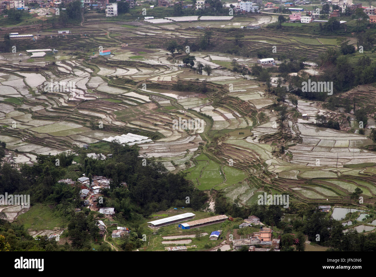 Les plantations de riz dans la Vallée de Kathmandu Parc National de Shivapuri Nagarjun, Népal Banque D'Images