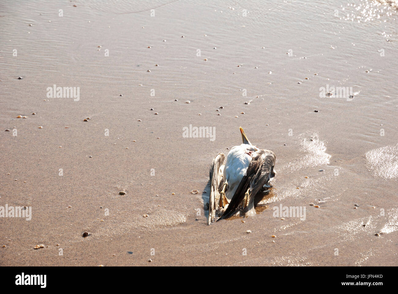 Dead seagull sur la plage de sable Banque D'Images