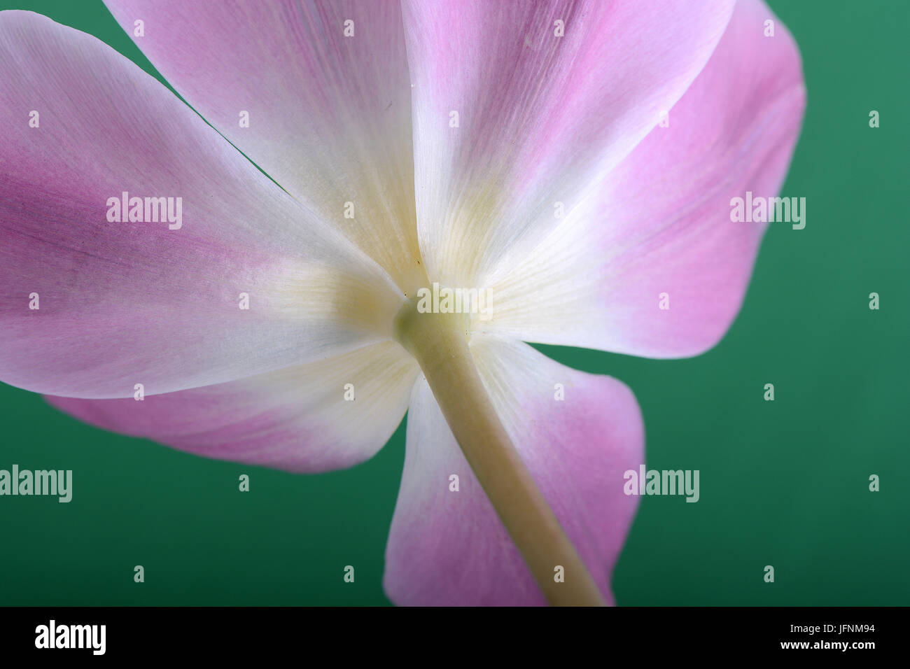 Close-up single pink tulip flower isolated on abstract background Banque D'Images