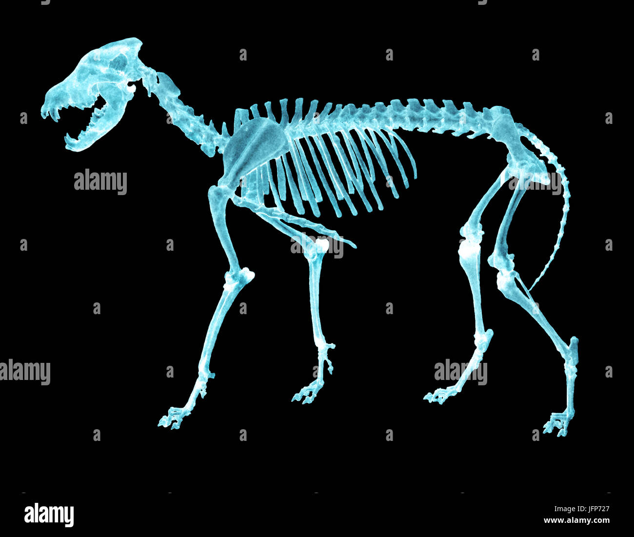 La radiographie 3D illustration négative d'un squelette d'os de loup Photo  Stock - Alamy
