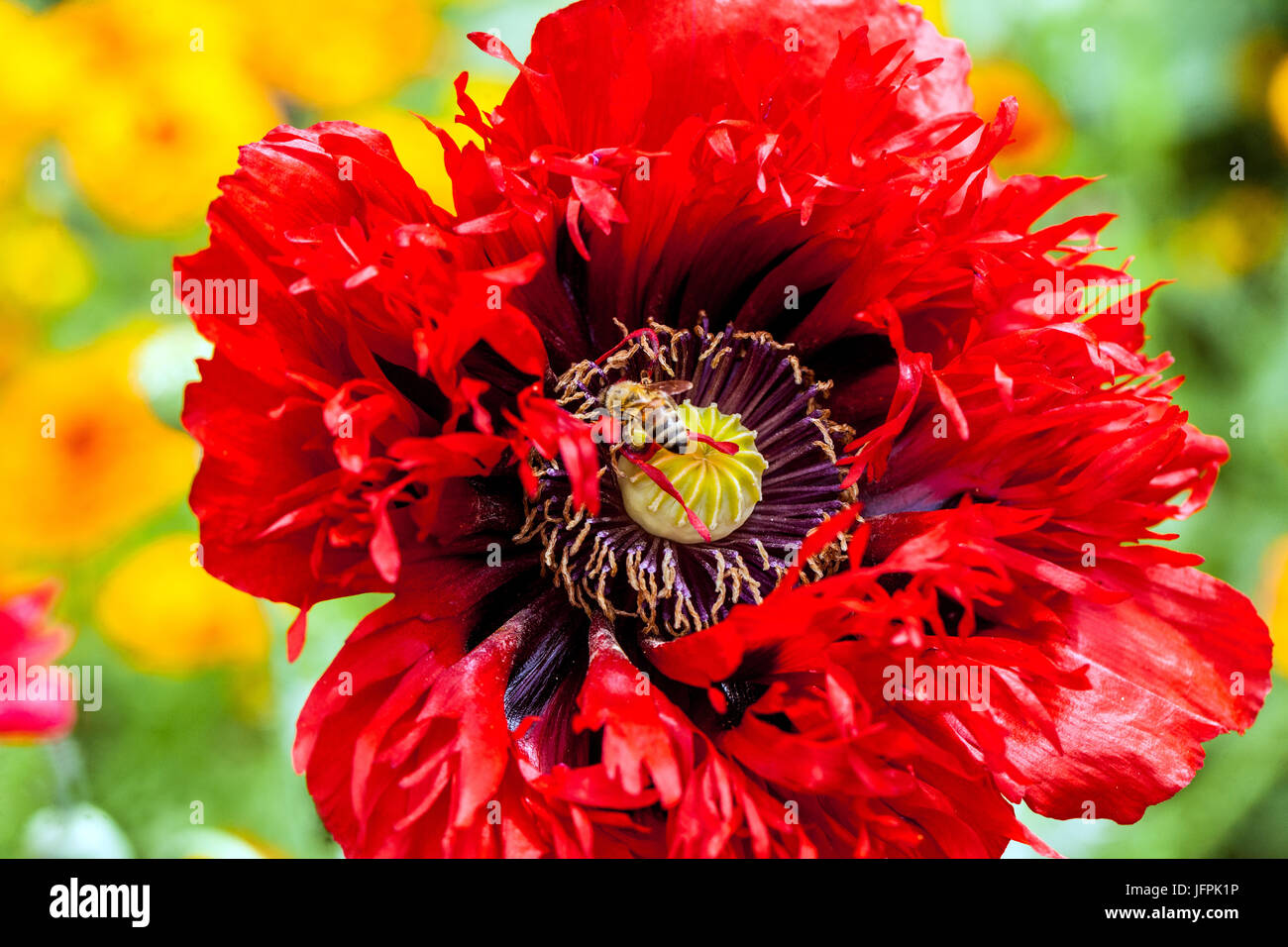 Papaver somniferum Serious Scarlet Red Flower Bee in Bloom European Honey Bee on Red Poppy floraison Red Papaver Blossom Poppy Petals Blooming June Banque D'Images