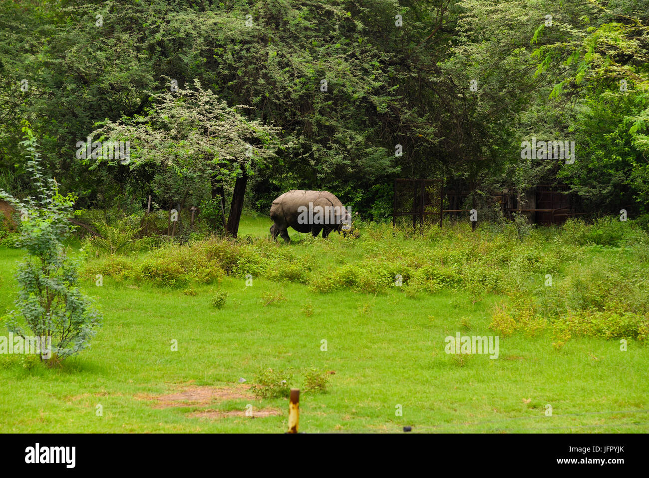 Balades sauvages rhinocéros indien dans l'air extérieur parc naturel verdoyant ou la forêt en mois de juin 2017 après la pluie avec les dernières informations sur l'image Banque D'Images