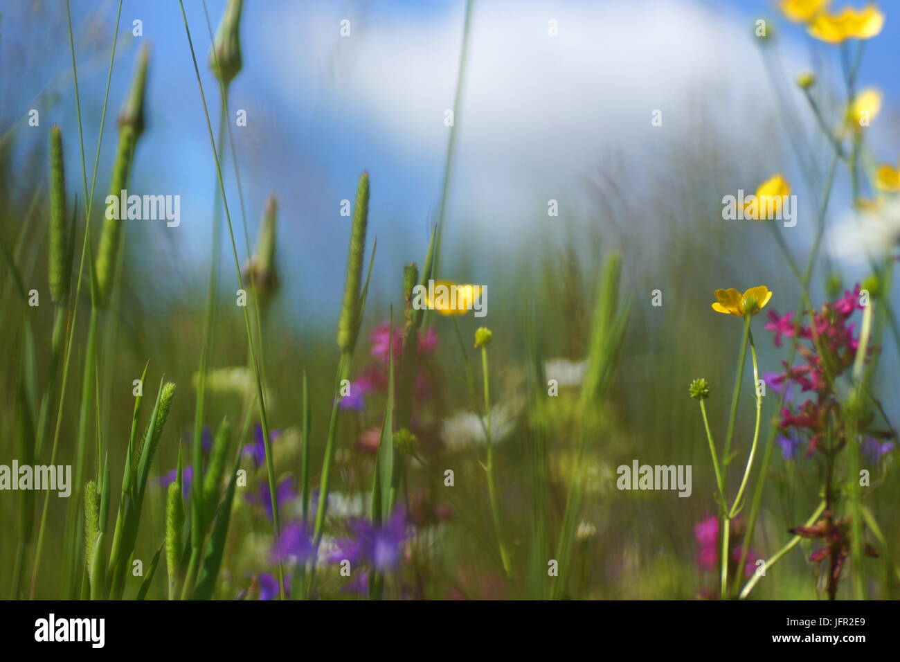 Fleurs et l'herbe éclairées par la lumière du soleil chaud de l'été sur un pré, abstract backgrounds naturel pour votre conception. Renoncule jaune prairie Banque D'Images