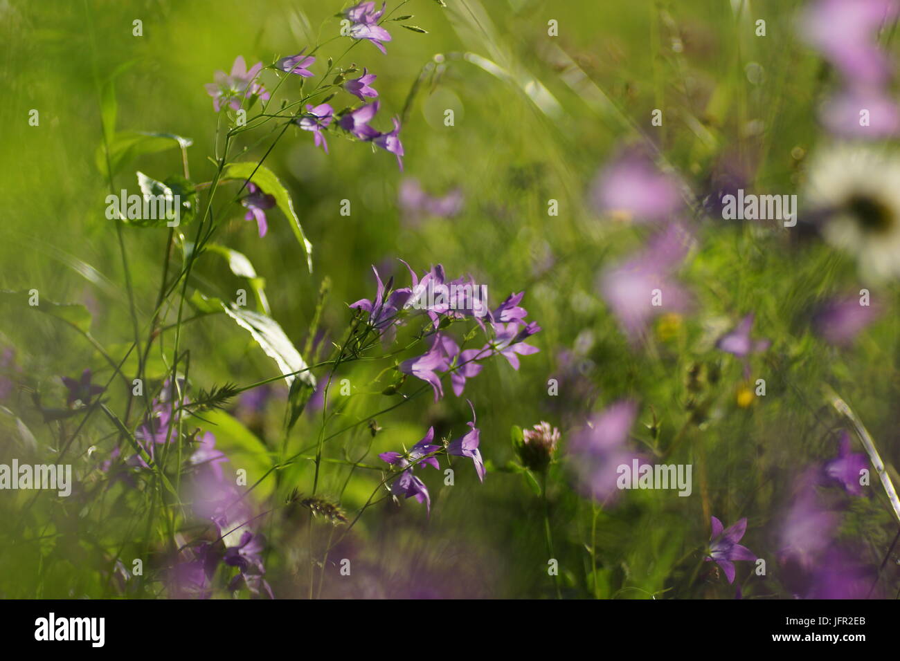 Fleurs et l'herbe éclairées par la lumière du soleil chaud de l'été sur un pré, abstract backgrounds naturel pour votre conception. Cloches Meadow Banque D'Images