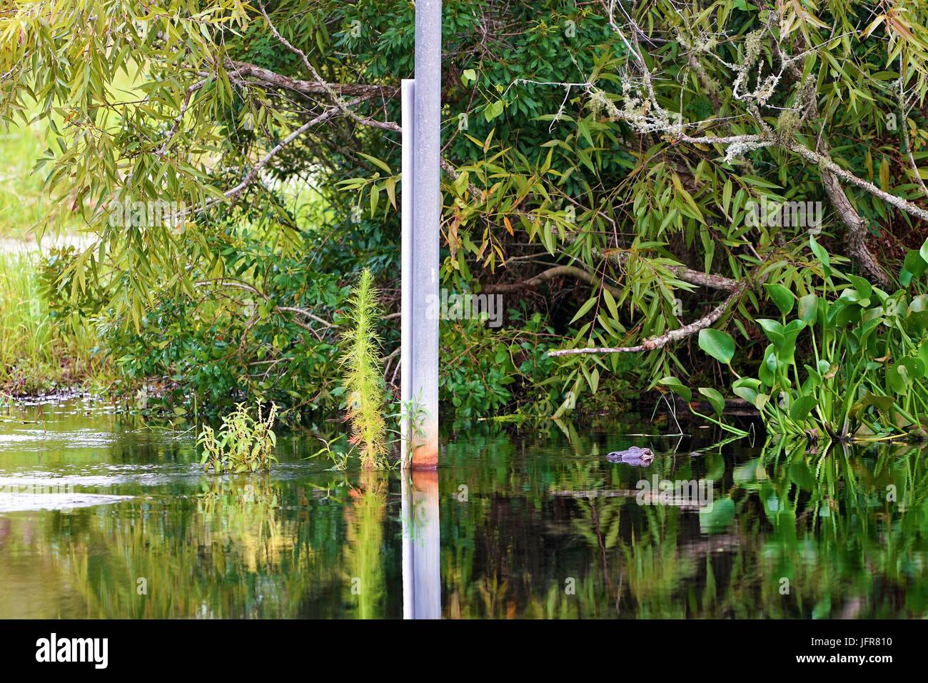 Un grand alligator se cachant dans les mauvaises herbes le long de la Myakka River dans le sud-ouest de la Floride. Banque D'Images