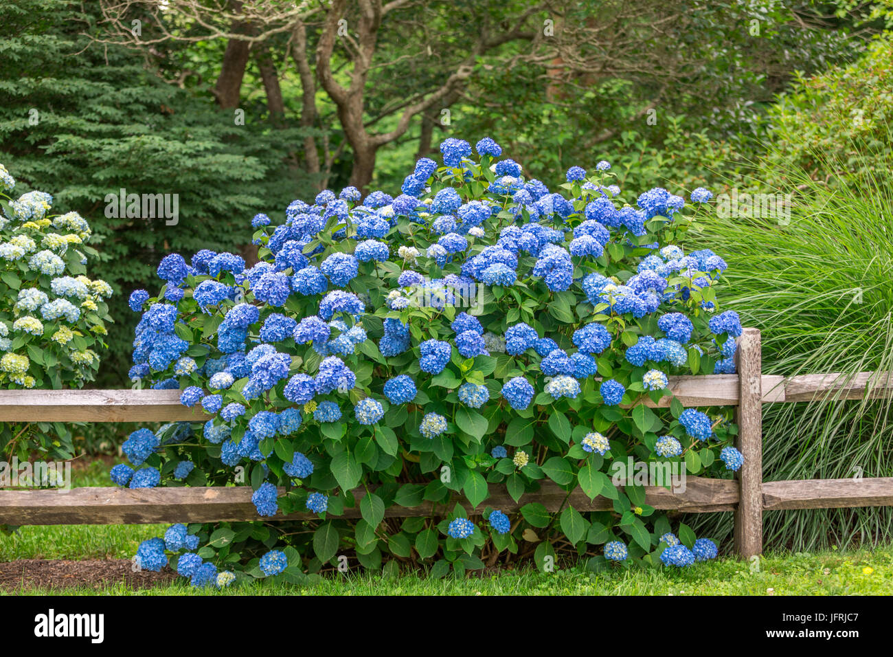 De plus en plus d'hortensias sur un split clôture dans East Hampton, NY Banque D'Images
