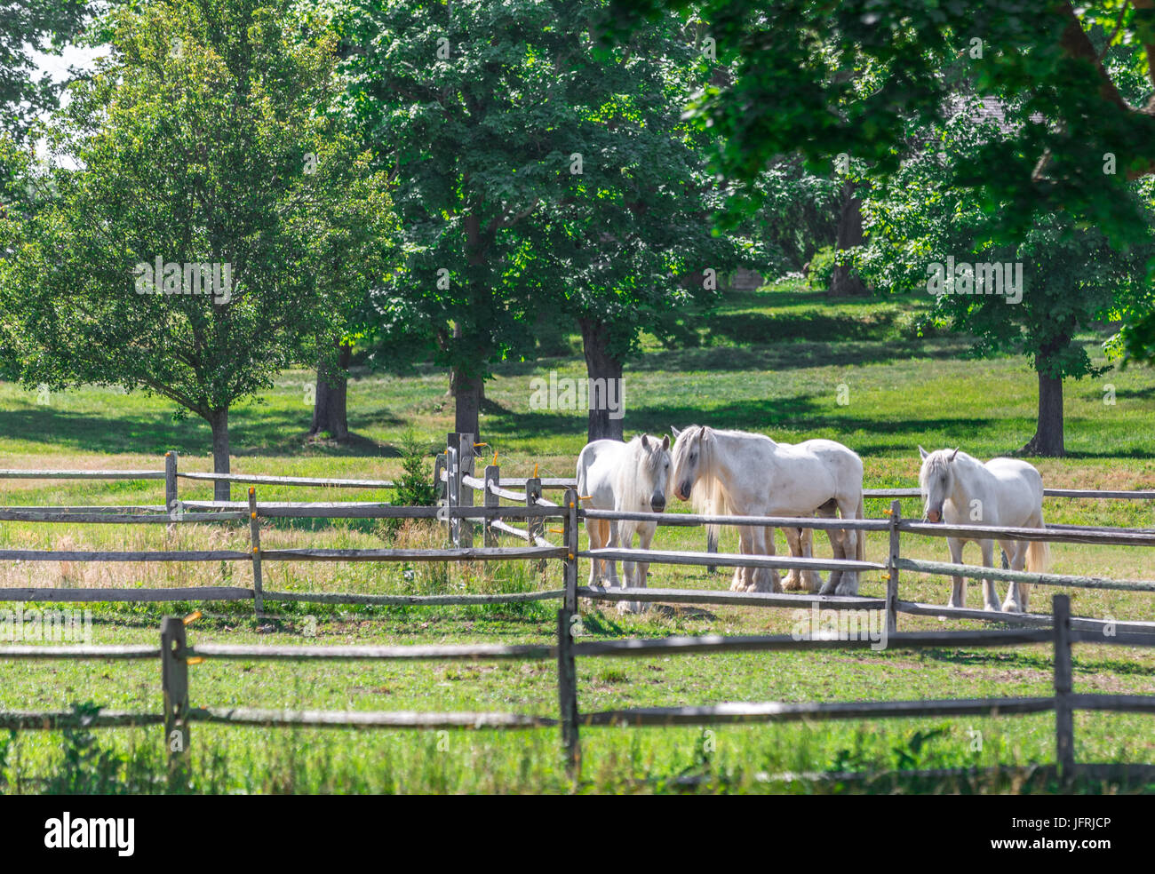 Quatre chevaux gitan blanc dans un champ d'échouage dans East Hampton, NY Banque D'Images