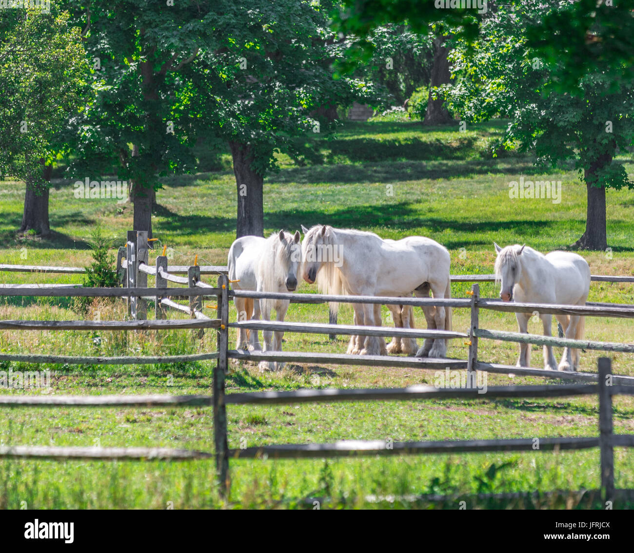 Quatre chevaux gitan blanc dans un champ d'échouage dans East Hampton, NY Banque D'Images