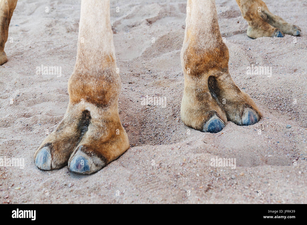 Sabots sur les pieds d'un chameau, close-up. Banque D'Images