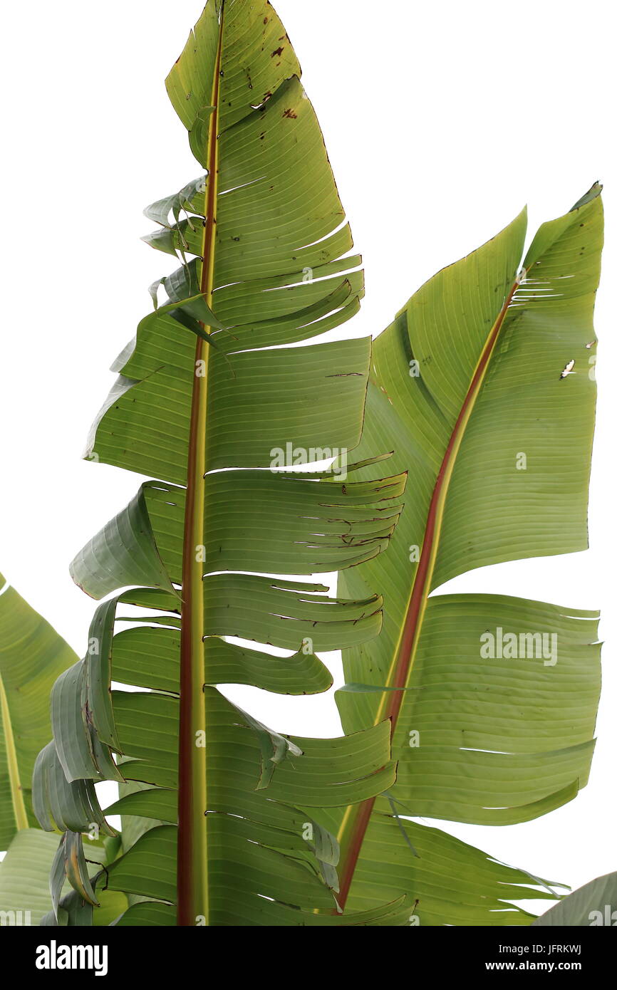 Ensete ventricosum, feuille de palmier bananier d'Abyssinie contre isolé sur fond blanc Banque D'Images
