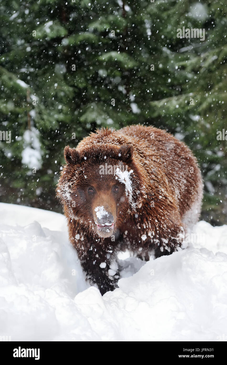 Ours brun sauvage en forêt d'hiver Banque D'Images