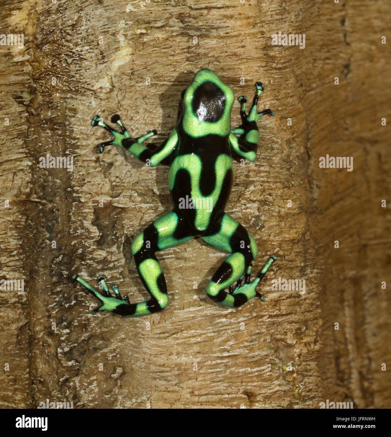 Le livre vert et noir poison dart frog (Dendrobates auratus), Quepos, Costa Rica Banque D'Images