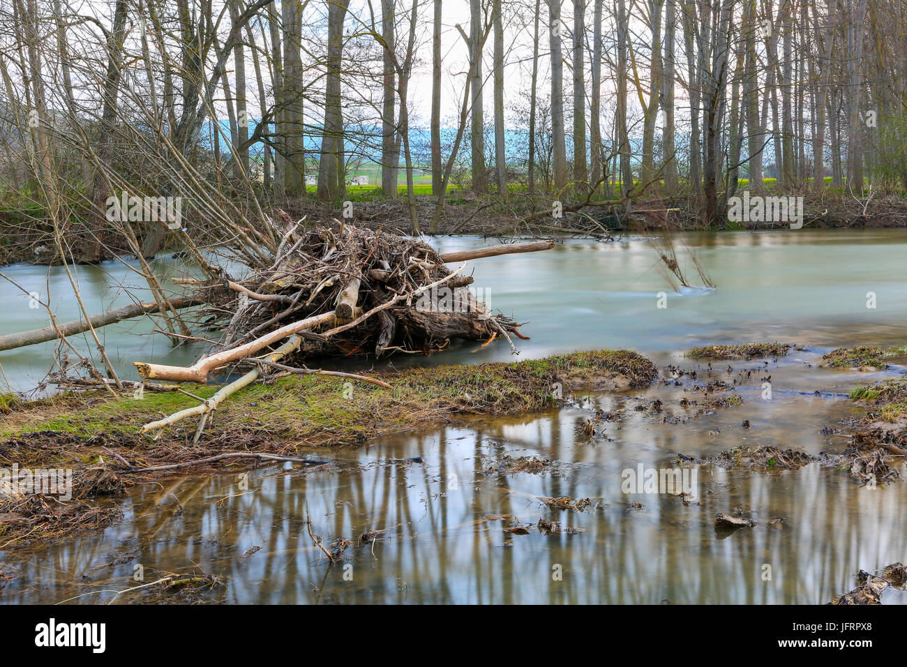 Poplar Grove dans une rivière. Banque D'Images