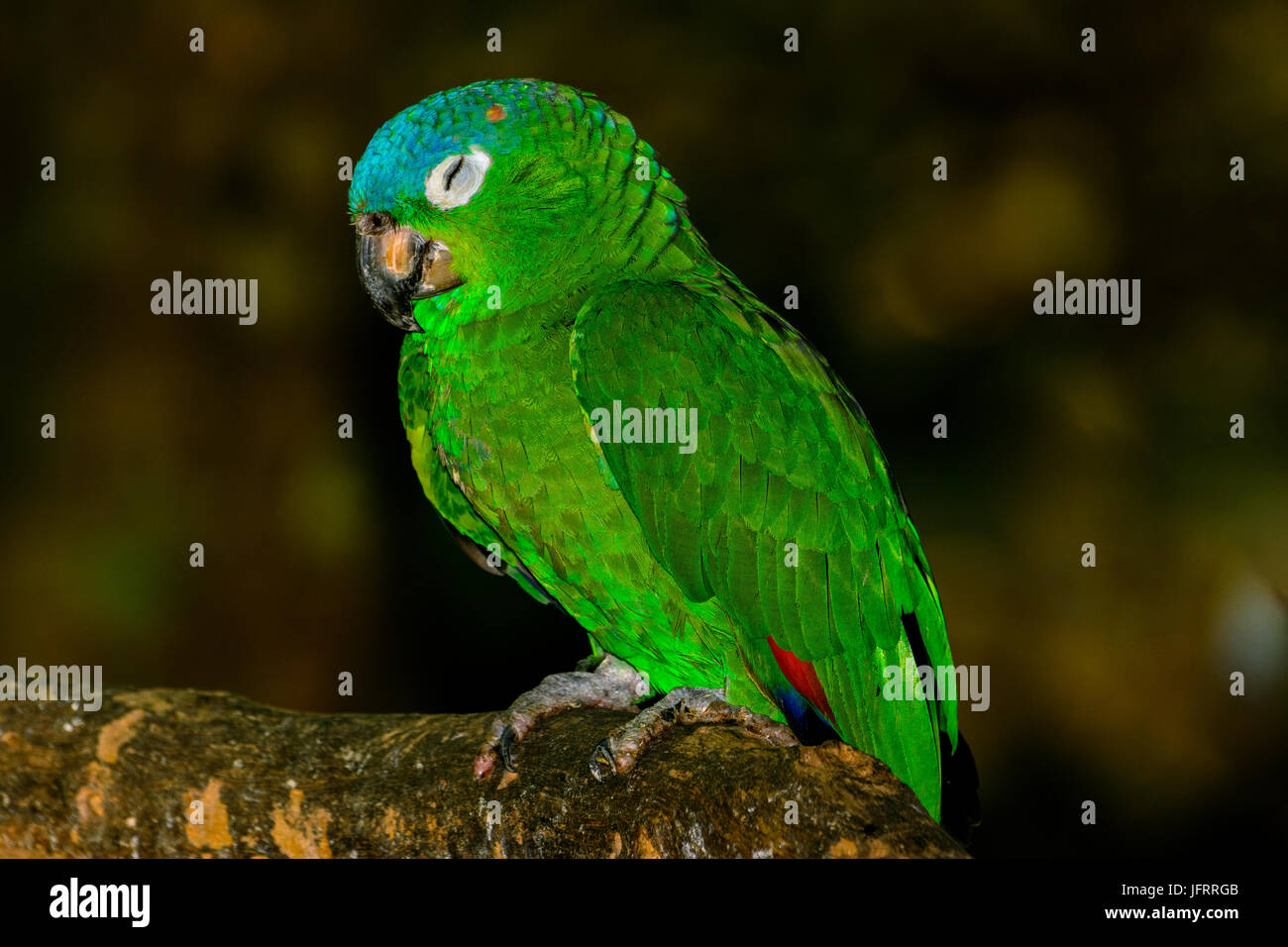 Perruche à collier bleu, bleu-conure couronnée, ou conure à queue (Thectocercus acuticaudatus) Banque D'Images