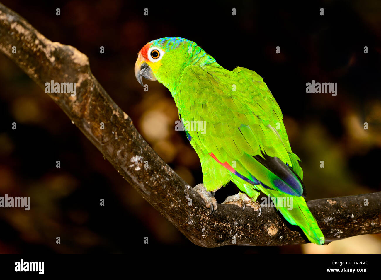 Red-lored amazon ou rouge-lored (Amazona autumnalis), Green bokeh background. Banque D'Images
