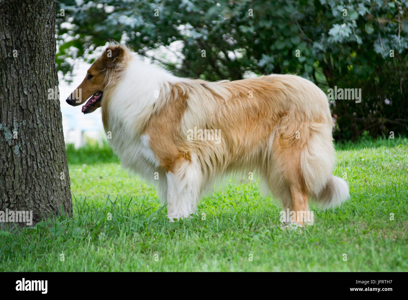 Profil De Colley A La Ferme Dans Le Missouri Usa Photo Stock Alamy